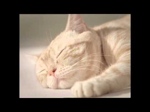 猫CM YKKap 時間ごとに違った特等席を作る