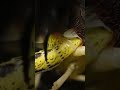 #shorts #shortsvideo tarantula