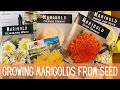 Marigold flowers 101 growing planting  harvesting   how to grow marigolds from seed to flower