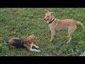 Funny dogs Boosja &amp; RedFox | Кумедні собаки Буся та Рудий
