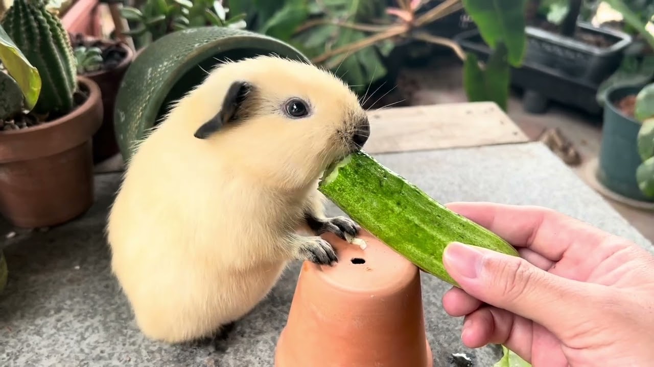 Time to Yumm Yumm😍Guinea Pig California 🐷 Lucky Pig 🐽 