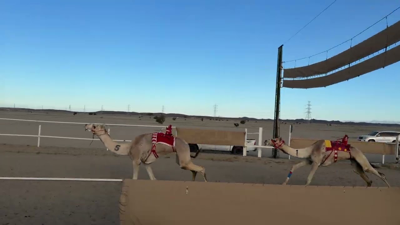 الشوط الاول قعدان جذاع 5 كلم | الناموس / فهد وصال الثعلبي