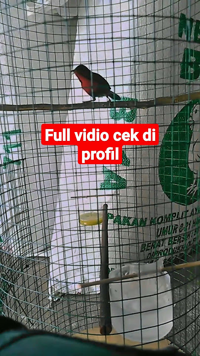 pancingan sepah raja agar bunyi/malas bunyi #shorts #kolibri #kicaumania #burungkicau