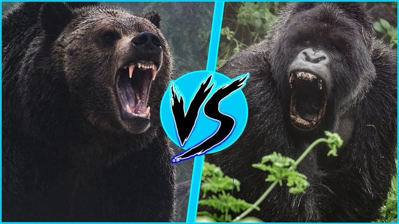 grizzly bear fighting a gorilla