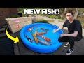 UNBOXING MY NEW PET KOI FISH for BACKYARD POND!!