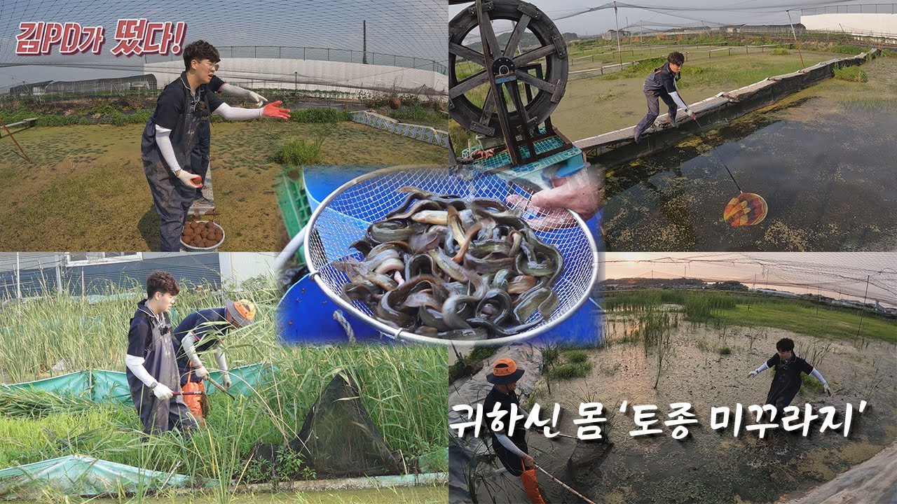 [김PD가 떴다] 김포 토종 미꾸라지 양식장