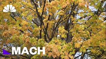 Why Do Leaves Change Color? The Science Of Fall Foliage | Mach | NBC News
