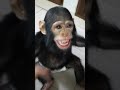 samantha d african chimpanzee