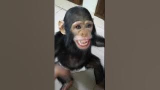 samantha d african chimpanzee