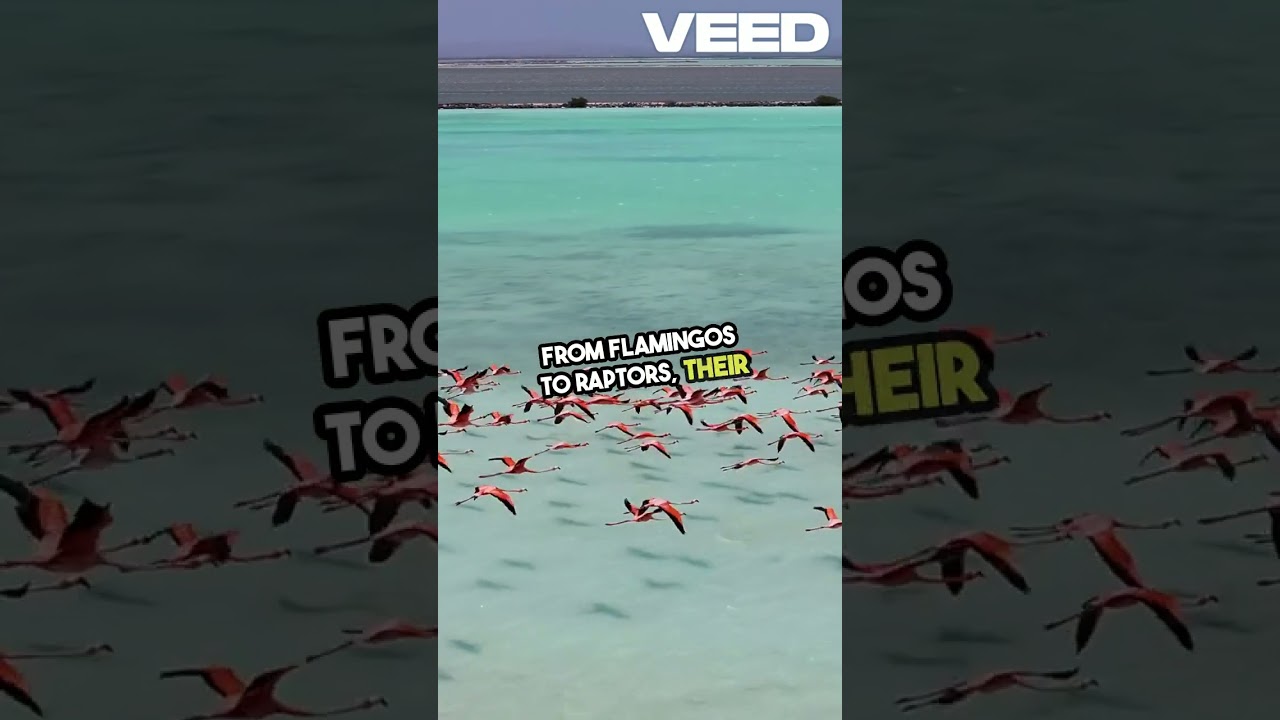 Wonders of Nature: Bird Migrations Across the African Savannah