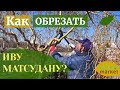 Ива Матсудана извилистая, обрезка и формирование кроны | Как обрезать плакучие деревья?