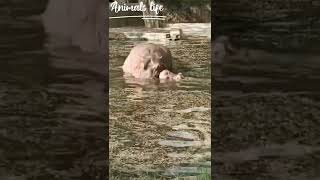 HIPPOTAMUS SOUND 🔉🦛|SOUND OF HIPPOTAMUS | screenshot 5