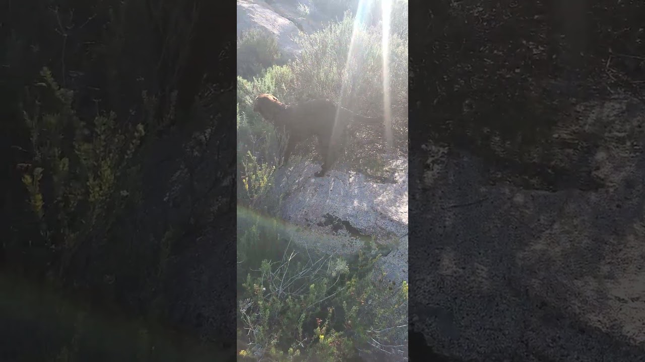 Dafu and Mochiko, Mochiko 和大福，大福ともちこ