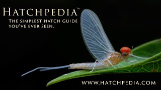 Hatchpedia - The simplest hatch guide you've ever seen.
