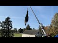 The 2021 Rockefeller Christmas Tree is Cut in Elkton