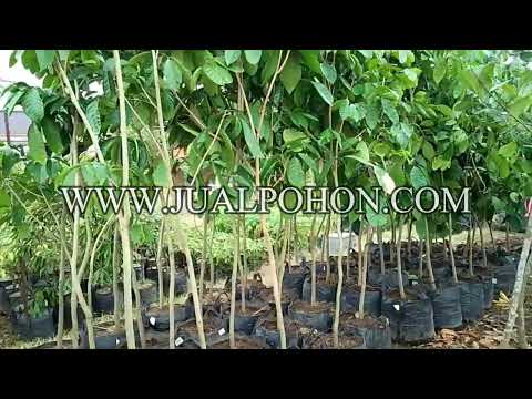 Jadikan Kebun Anda Produktif: Pohon Duku Tanpa Biji Tersedia!