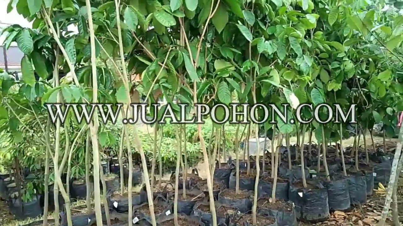Jadikan Kebun Anda Produktif: Pohon Duku Tanpa Biji Tersedia!