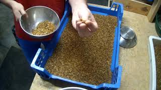 How to remove Pupae and Dead Mealworms