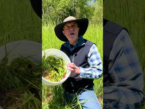 Video: Spiser hjorte høfrøbregne?