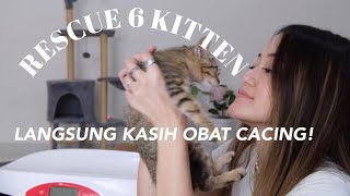 RESCUE KUCING YANG TIBA-TIBA MUNCUL : Kasih kitten madu & obat cacing by Drh. Lavinta Viena 12,073 views 3 years ago 15 minutes