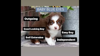 blue eyed red tri aussie puppy by Canyon Creek Aussies 423 views 2 months ago 1 minute, 33 seconds