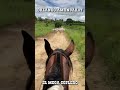 Un paseo sabanero pa despejar la mente #llano #arreo #ganado #shorts #ganaderia #campo #caballo