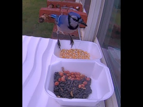 Which Food will the 4 Blue Jays Eat ? | Bird Day Parties
