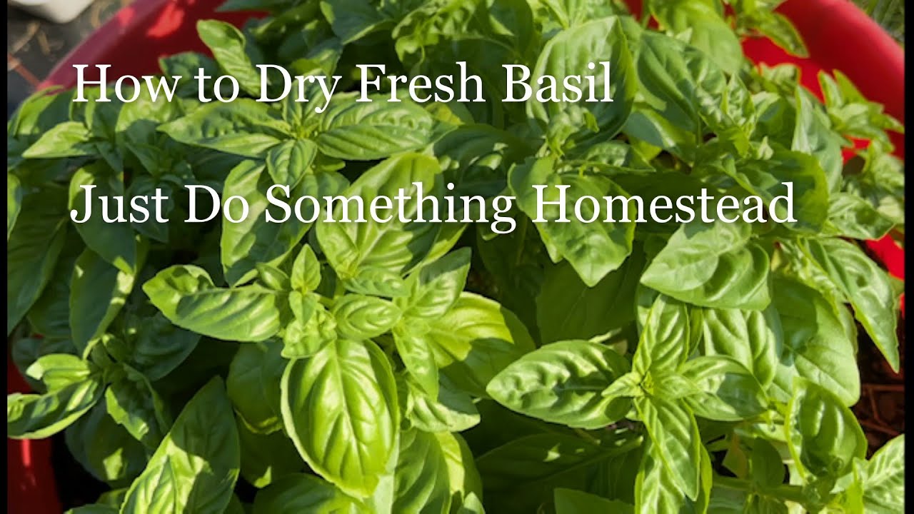 How to Dry Fresh Basil! YouTube