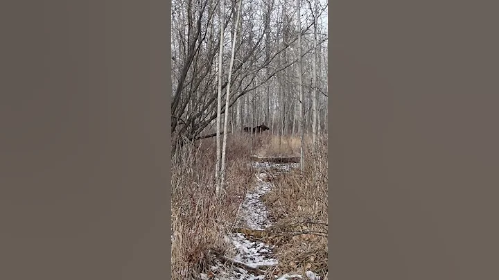 Moose Trotting in the Forest on Wood Bison Trail, Elk Island National Park, Alberta