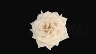 Time-lapse roses 2