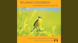 Relaxing Songbirds for Meditation