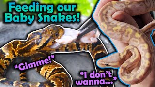 Feeding Baby Snakes their First Meals