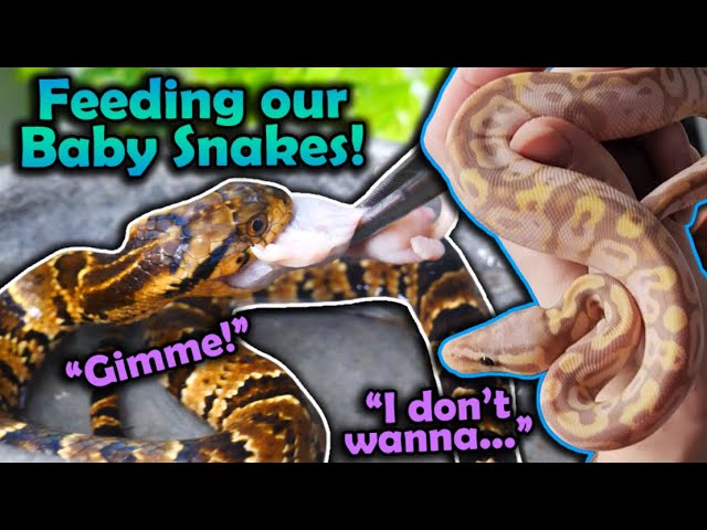 Baby snake is an expert at playing dead 🐍, This newborn hognose snake is  such a drama queen! 🐍🤣, By Furry Tails