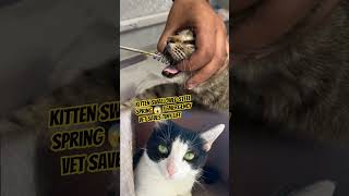 Kitten Swallowed Steel Spring 😱 | Emergency Vet Saves Tiny Life 🐾 #animalrescue