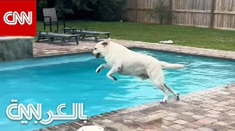 فيديو طريف اجتاح الإنترنت.. شاهد ما يفعله هذا الكلب عندما يرى بركة السباحة