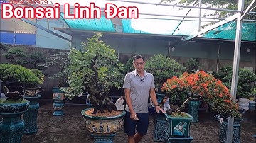 Mẫu mô hình vườn Bonsai đẹp như mơ của anh Linh Đan ở Hóc Môn TP HCM