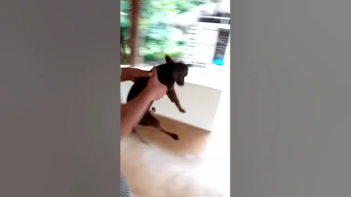 Untitled video