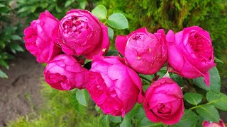 Плетистая роза Эрик Таберли - капризная красотка - все её плюсы и минусы, цветение 28 июля 2023