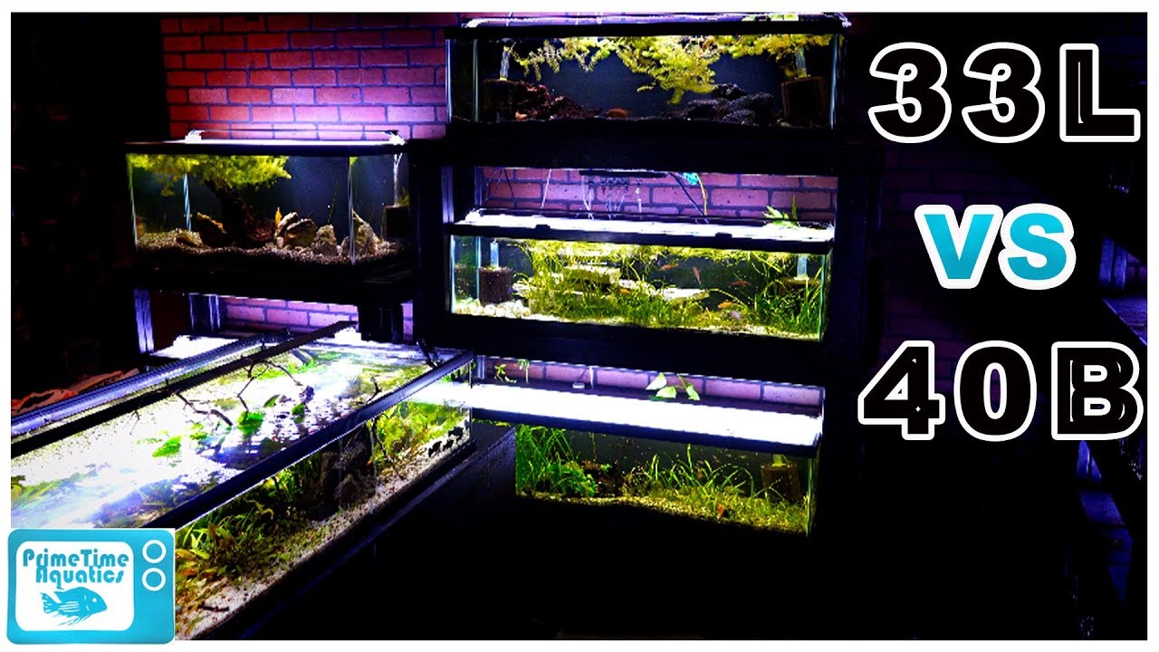 Fish Tank Showdown! 40 Gallon Breeder vs 33 Gallon Long Aquarium: Two Great  Tanks! 