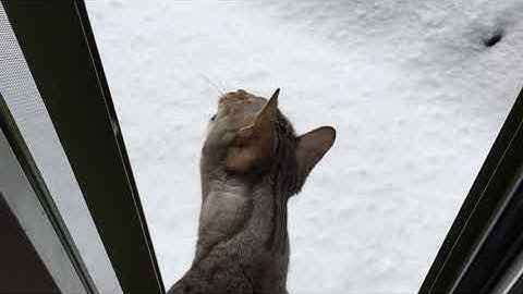 Watch the video about Snow leopard Bengal cat being a snow leopard