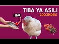 Tiba Ya Ndorobo Coccidiosis Kwa Njia Ya Asili