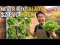 $2 PVC Pipe Grows Endless Lettuce on Any Wall. Never Buy Salad Again