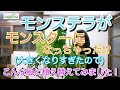 20210501 育ちすぎたモンステラの植え替えを承りました。