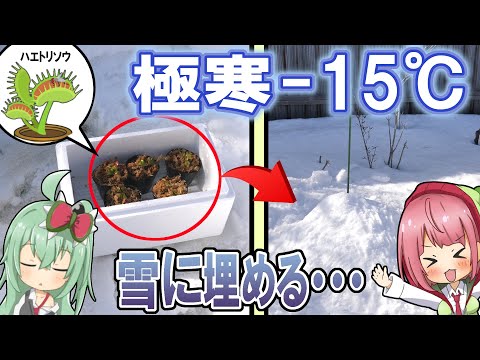 食虫植物tv Youtube 食虫植物tv Youtube