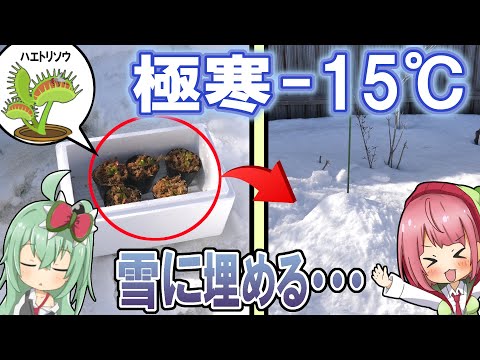 食虫植物tv Youtube