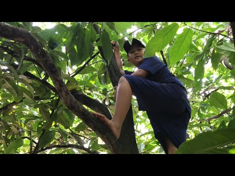 Video Leo lên cây bưởi cổ thụ sai trĩu quả ( climbing the... - youtube