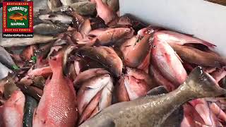 HUGE 39hr long range overnight trip catch! MONSTER gags and scamp | http://www.HubbardsMarina.com