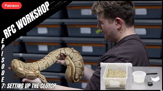 Ball Python Clutch Setup Explained | From Eggs to Hatchlings