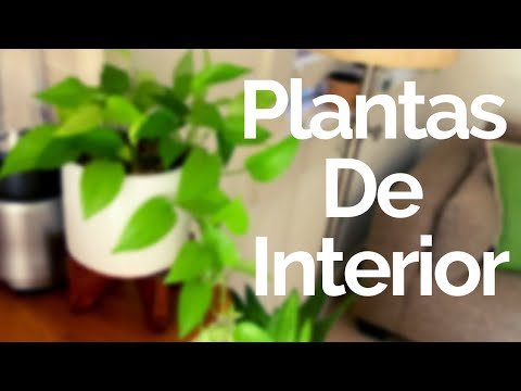 Plantas De Interior