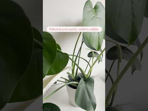Video: Co způsobuje lepkavost na listech rostlin?